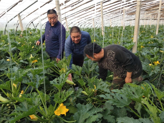 陕西高校“民殷菜富”团队助力齐鲁科技扶贫